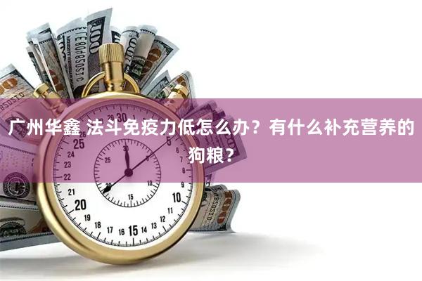 广州华鑫 法斗免疫力低怎么办？有什么补充营养的狗粮？